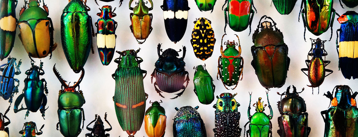 Insects or Bugs, Do They Belong in the Freezer?