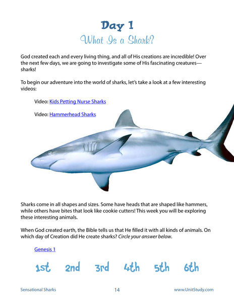 Sensational-Sharks_SamplePDF-3.17-5_grande.jpg?v=1535143873