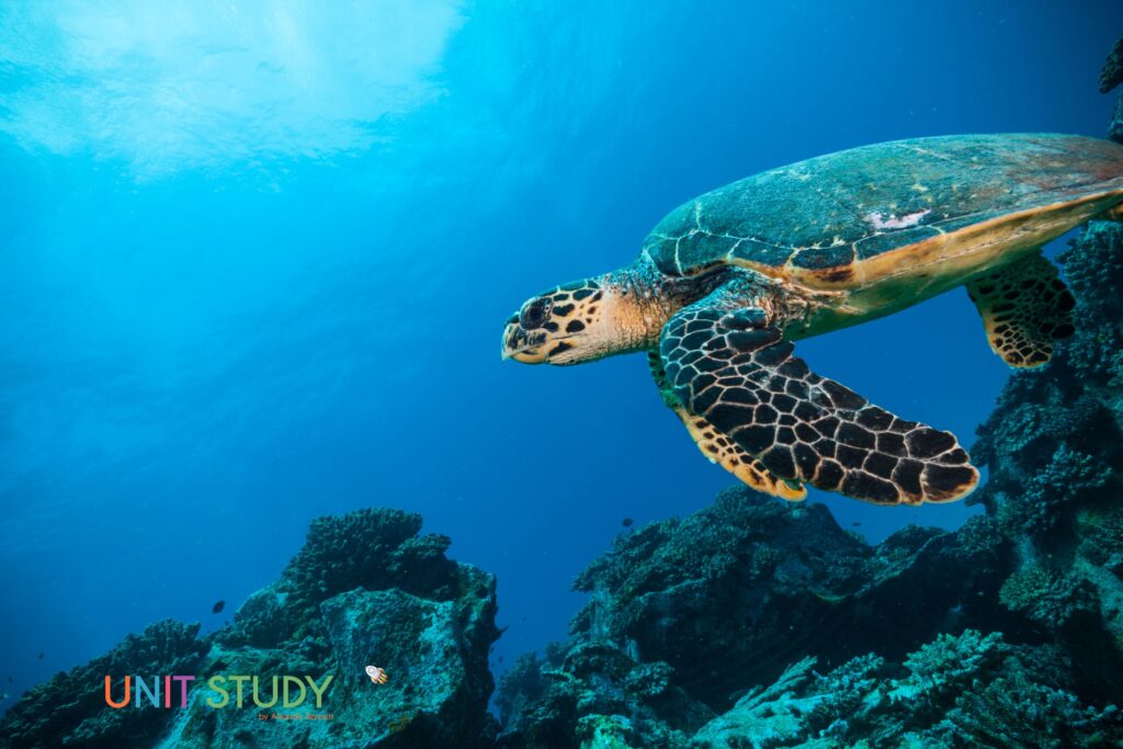 We walk through how to use a unit study in your homeschool, using our “Ocean Study” as a guide. It's homeschool learning made easy!