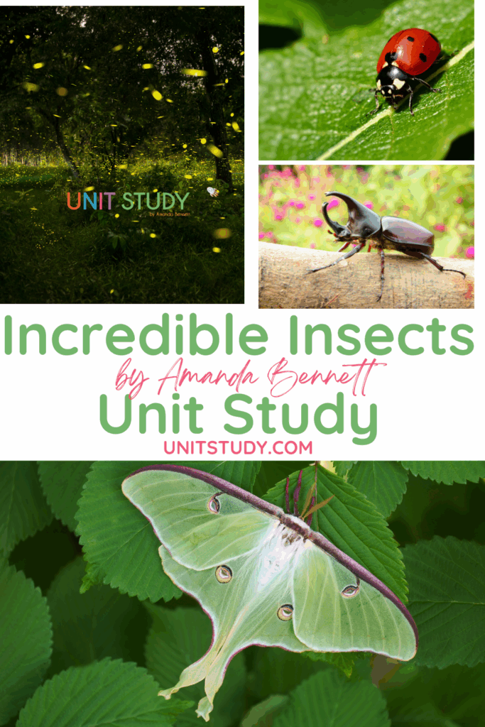 Incredible Insects looks at beetles to luna moths, explores habitat extremes and insects around the globe! A fun, fascinating, and unforgettable homeschool study.