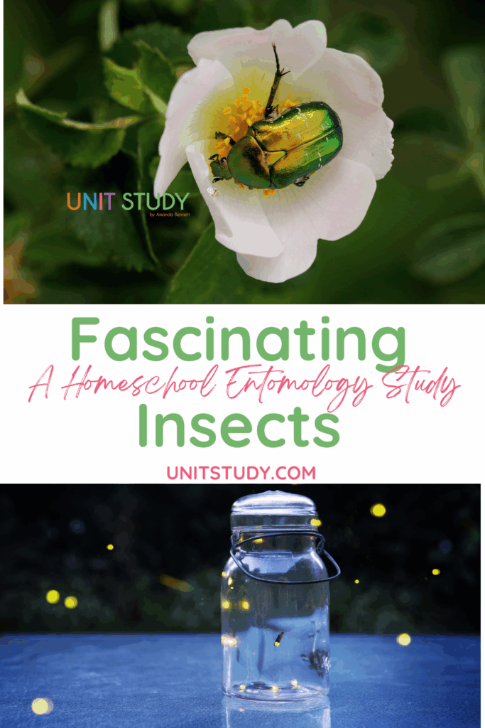 Our fascinating insects homeschool study explores entomology in a way that is kid friendly and academically engaging.