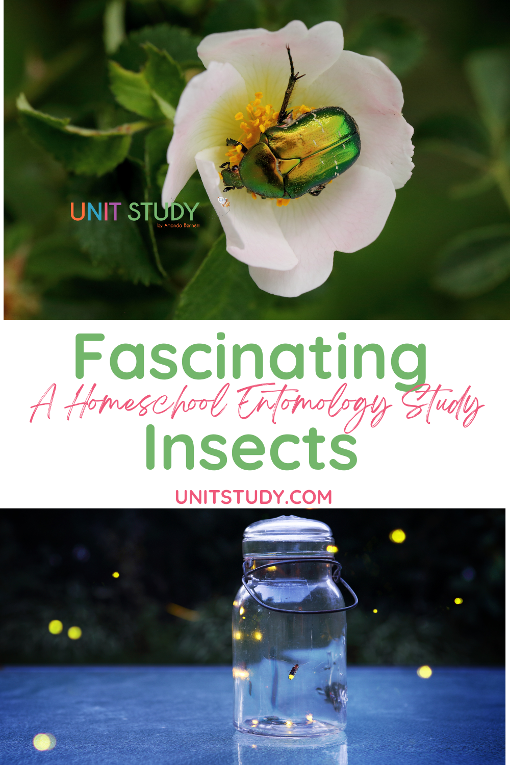 Fascinating Insects: A Homeschool Entomology Study - UnitStudy
