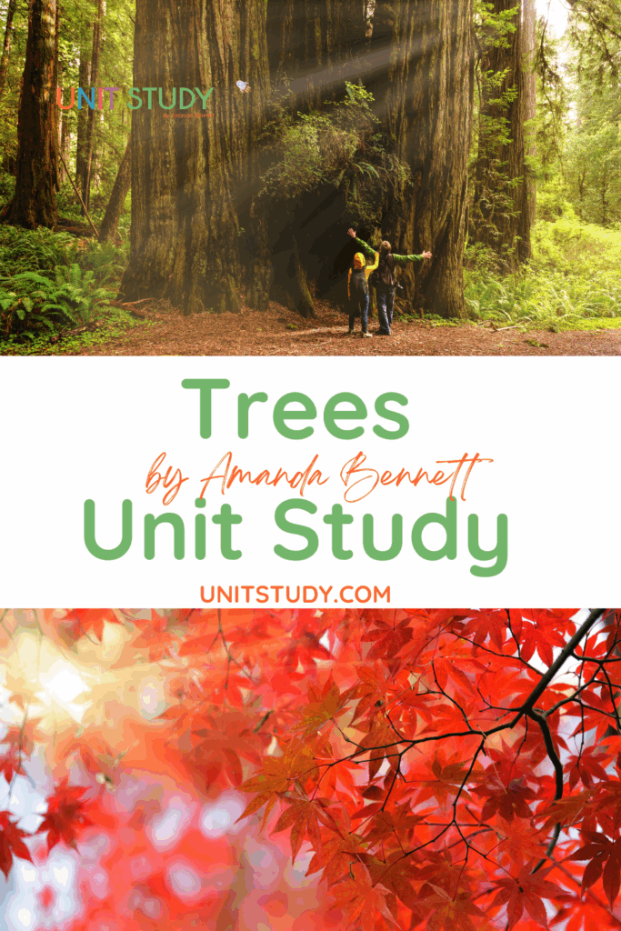 Unfold a canopy of delightful learning and adventure within the pages of Tremendous Trees! From photosynthesis and tree rings to treehouses and more!