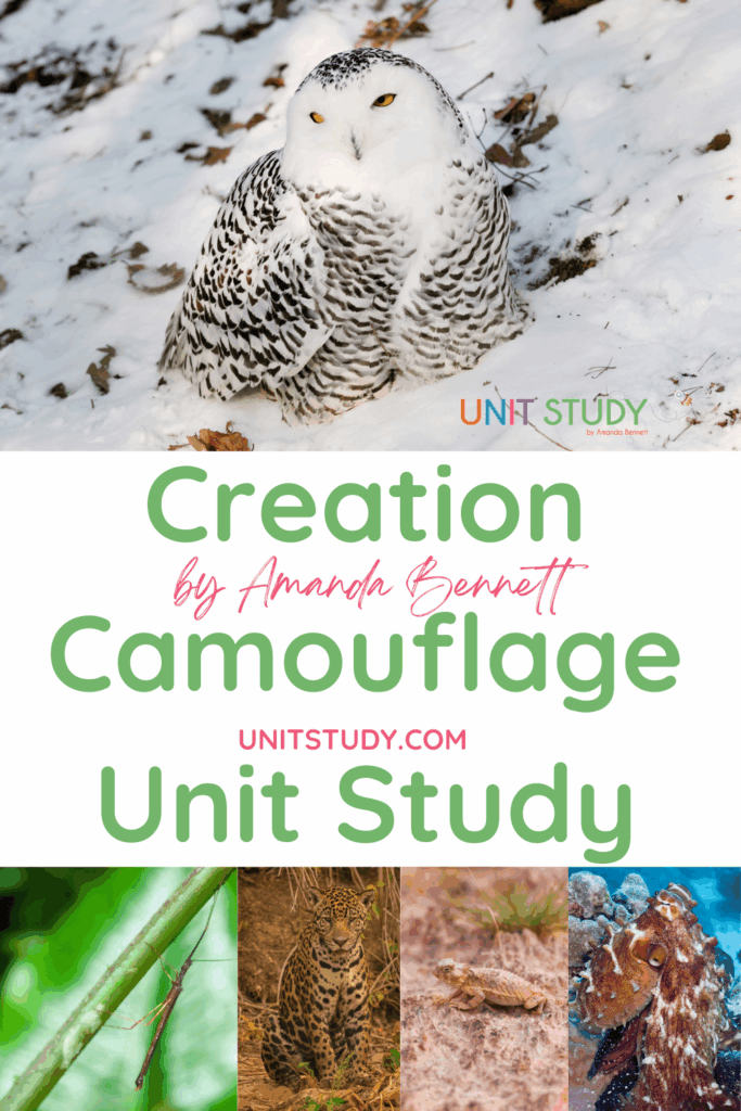 With Creation Camouflage, learn about the masters of disguise! Crafty, camouflaged animals—from the bottom of the sea to the top of the world!
